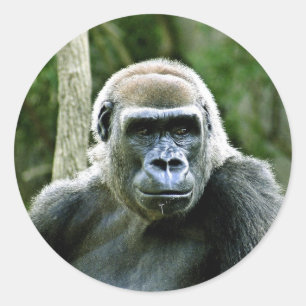 Gorilla Profile Stickers