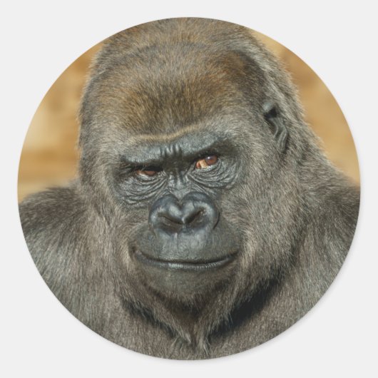 Gorilla Ronde Sticker (Voorkant)
