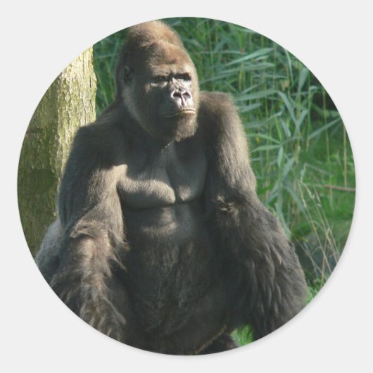 Gorilla Ronde Sticker (Voorkant)
