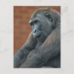 Gorilla Shufai Briefkaart
