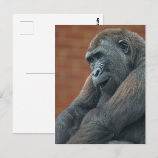 Gorilla Shufai Briefkaart (Voorkant / Achterkant)