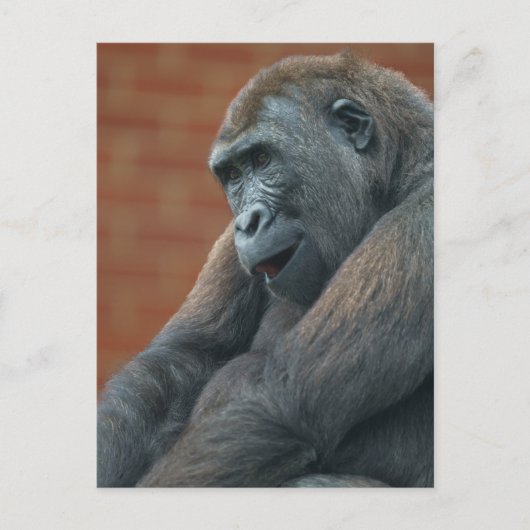 Gorilla Shufai Briefkaart (Voorkant)