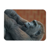 Gorilla Shufai Magneet (Horizontaal)