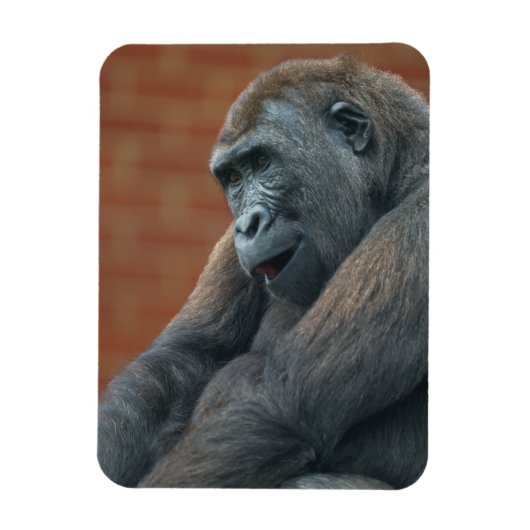 Gorilla Shufai Magneet (Verticaal)