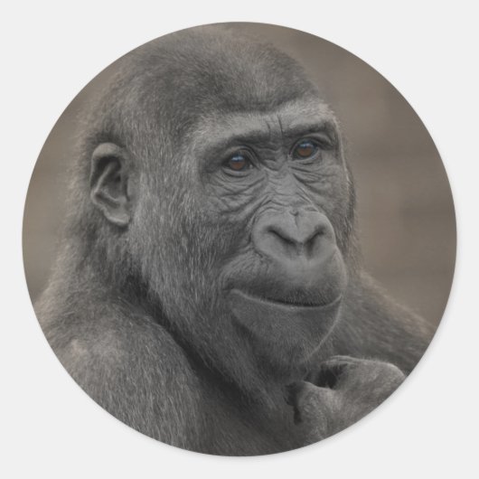 Gorilla Shufai Ronde Sticker (Voorkant)