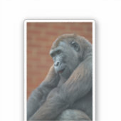 Gorilla Shufai Sticker (Voorkant)