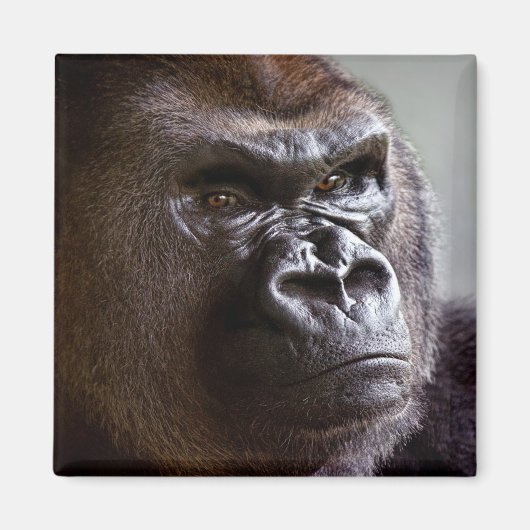Gorilla Silverback Magneet (Voorkant)