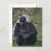 Gorilla sitting briefkaart (Voorkant / Achterkant)