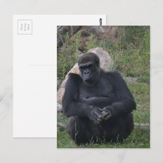 Gorilla sitting briefkaart (Voorkant / Achterkant)