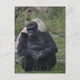Gorilla sitting briefkaart