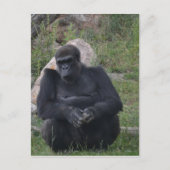 Gorilla sitting briefkaart (Voorkant)
