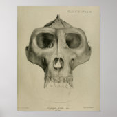  Gorilla Skull Anatomy Print Veterinary (Voorkant)