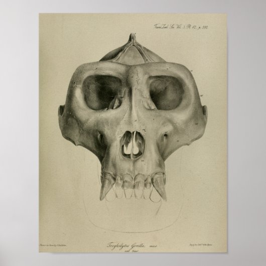  Gorilla Skull Anatomy Print Veterinary (Voorkant)