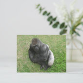 Gorilla Stare Briefkaart (Staand voorkant)