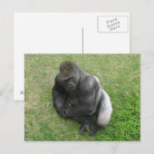 Gorilla Stare Briefkaart (Voorkant / Achterkant)