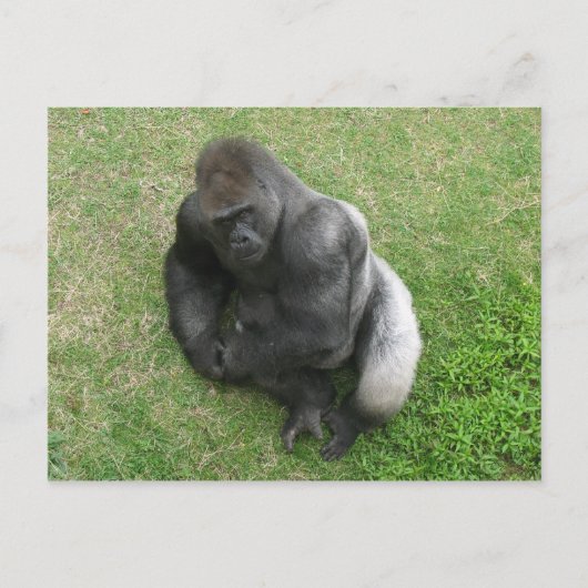 Gorilla Stare Briefkaart (Voorkant)
