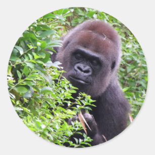 Gorilla Stickers
