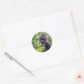 Gorilla Stickers (Envelop)
