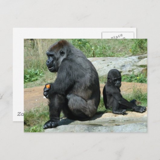 Gorilla Time Out Postcard Briefkaart (Voorkant / Achterkant)