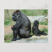 Gorilla Time Out Postcard Briefkaart (Voorkant)