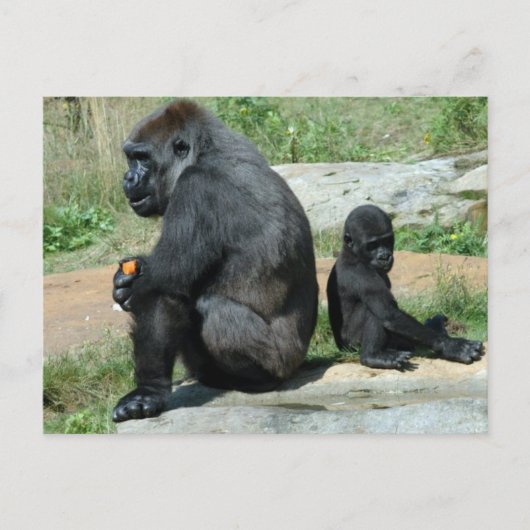 Gorilla Time Out Postcard Briefkaart (Voorkant)