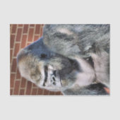 GORILLA TISSUEPAPIER (Voorkant)