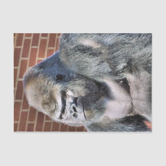 GORILLA TISSUEPAPIER (Voorkant)