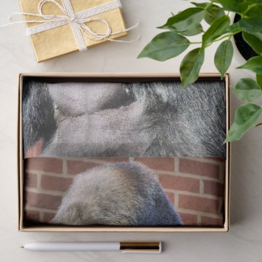 GORILLA TISSUEPAPIER (Geschenk)