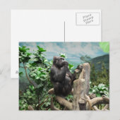 Gorilla too briefkaart (Voorkant / Achterkant)