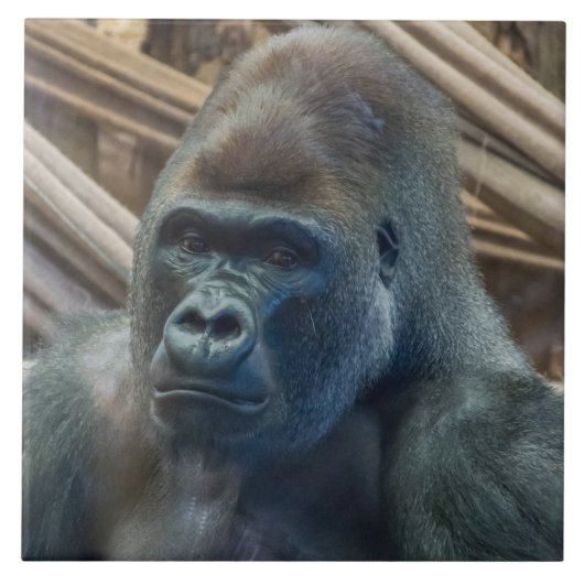 Gorilla up close uitzichten keramische tegel tegeltje (Voorkant)