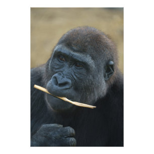 Gorilla Youngster Shufai Foto Afdruk