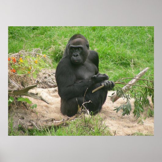 gorillas 002 canvas poster (Voorkant)