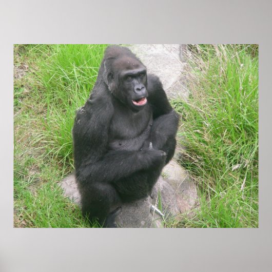 gorillas 007 canvas poster (Voorkant)