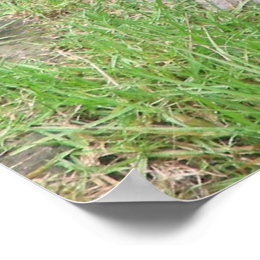 gorillas 007 canvas poster (Hoek)