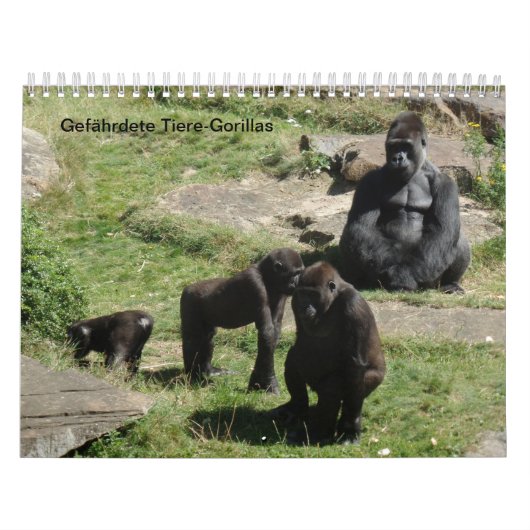 Gorillas als Kalender (Hoes)