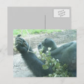 gorilla's briefkaart (Voorkant / Achterkant)