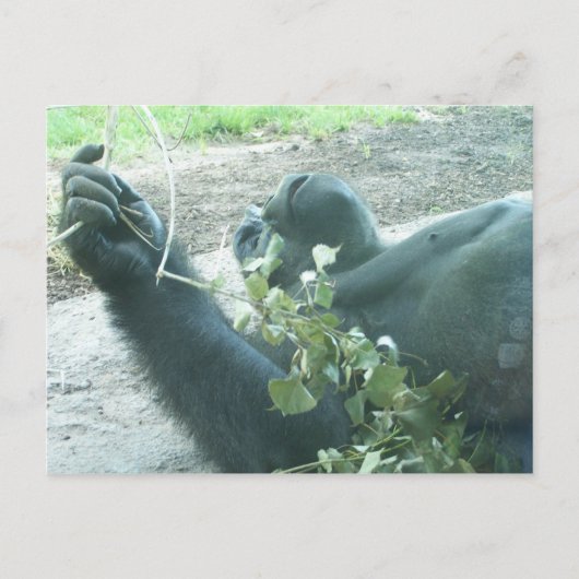 gorilla's briefkaart (Voorkant)