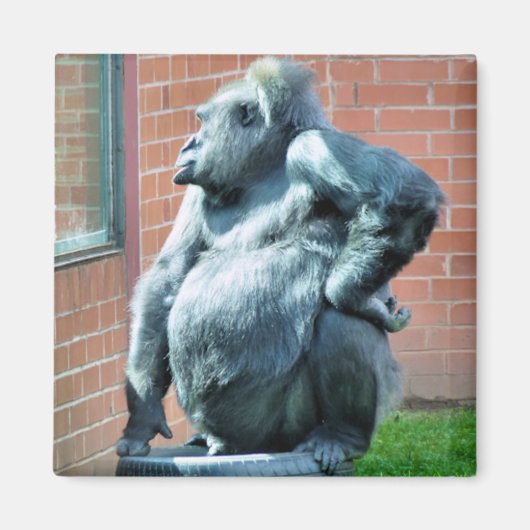 GORILLAS MAGNEET (Voorkant)