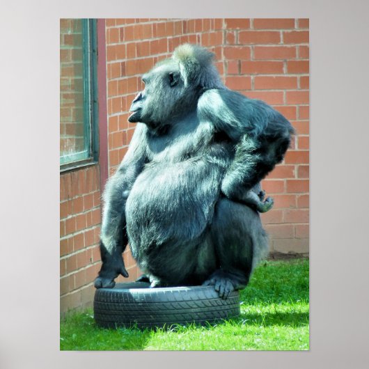 GORILLA'S POSTER (Voorkant)