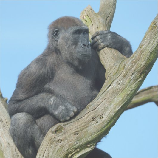 Gorilla's rustige boombaars sticker (Voorkant)