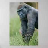 Gorilla's rustige weide portret poster (Voorkant)