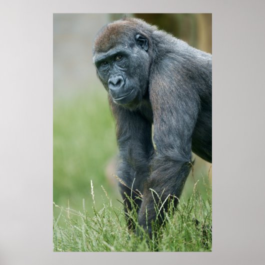 Gorilla's rustige weide portret poster (Voorkant)