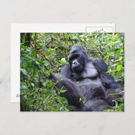 Gorillas-Rwanda Briefkaart (Voorkant / Achterkant)