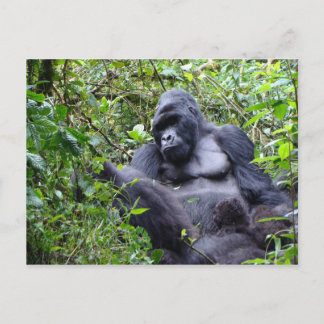 Gorillas-Rwanda Briefkaart