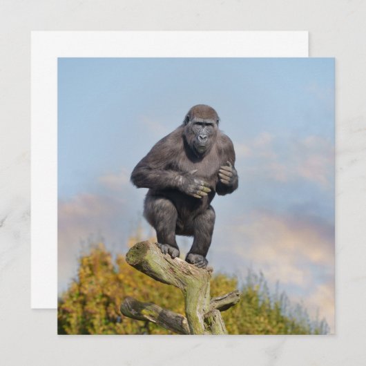 Gorilla's Tree-Balancing Act (Voorkant / Achterkant)
