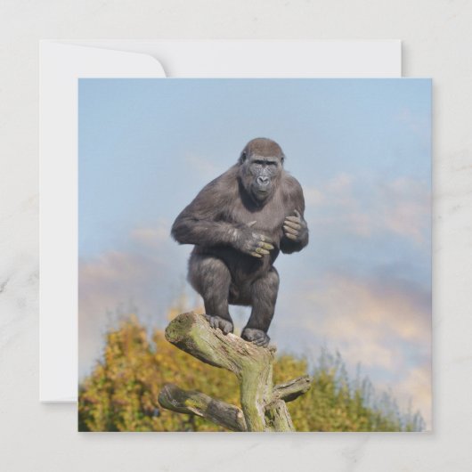 Gorilla's Tree-Balancing Act (Voorkant)