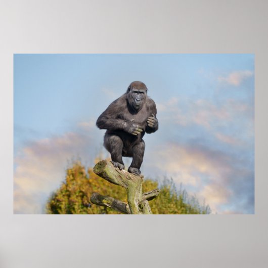 Gorilla's Tree-Balancing Act Poster (Voorkant)