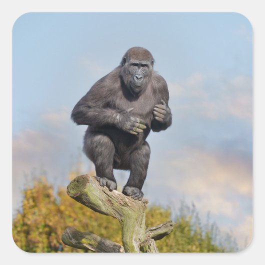 Gorilla's Tree-Balancing Act Vierkante Sticker (Voorkant)
