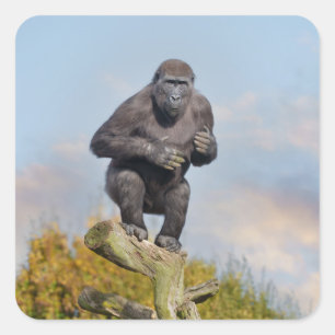 Gorilla's Tree-Balancing Act Vierkante Sticker