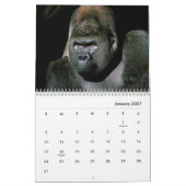 Gorillas Wall Calendar Kalender (Jan 2027)